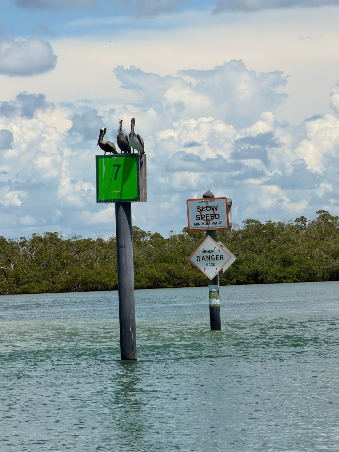Pelicans perched on a navigational marker in a Florida manatee zone