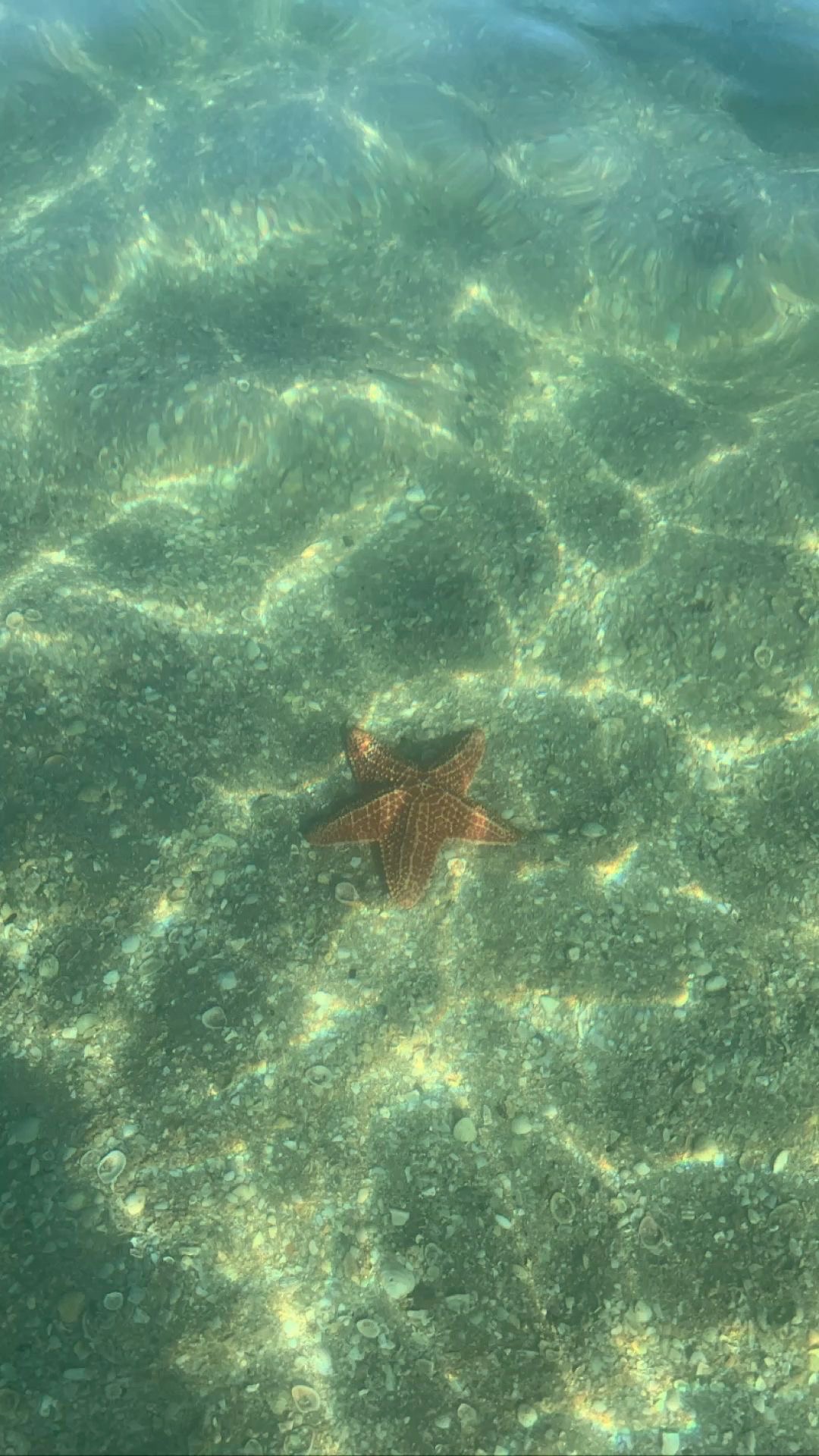 A starfish resting on the sandy bottom in clear shallow Gulf water