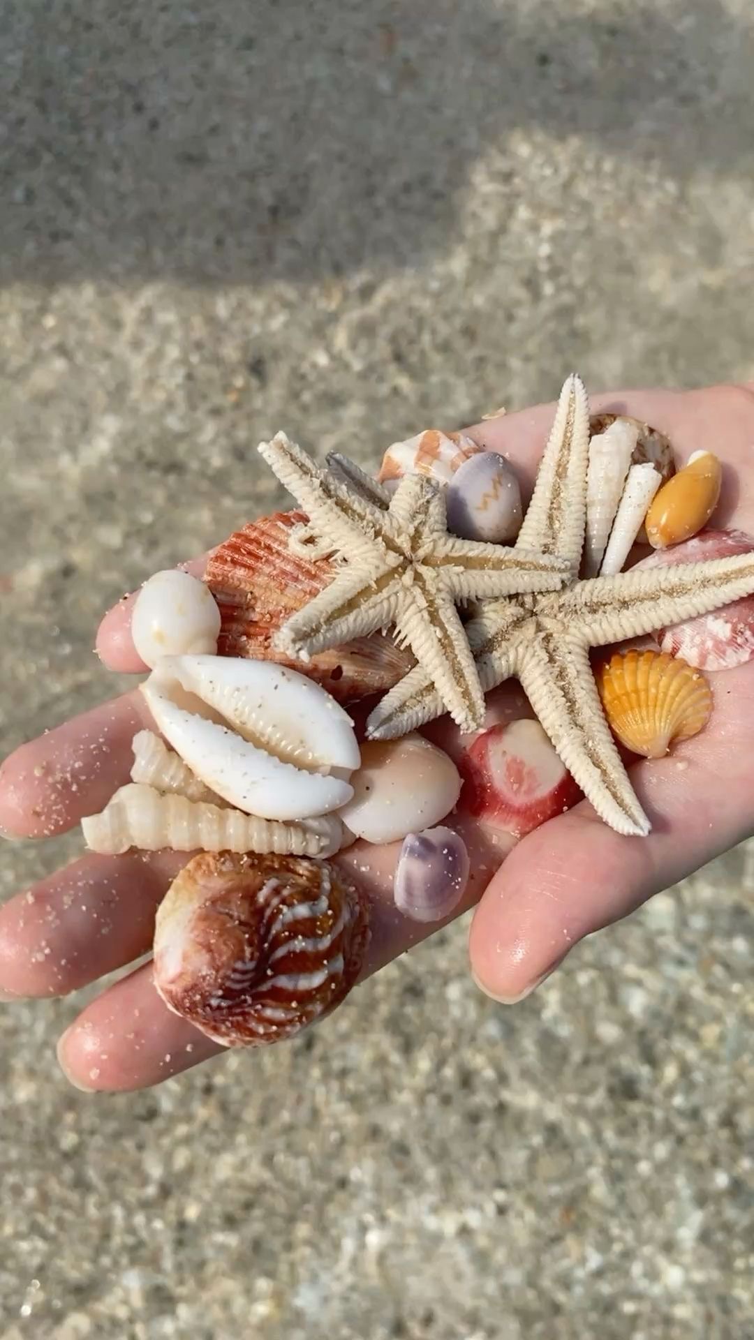 A handful of seashells and starfish collected on a Venice shelling trip
