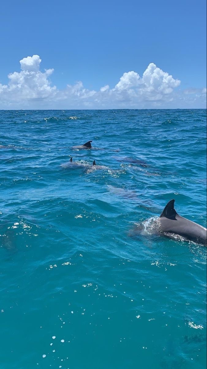 Bottlenose dolphins surfacing in the Gulf near Venice, FL