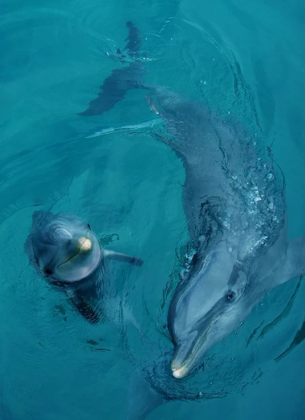 Dolphins swimming in the clear turquoise water off Venice, Florida