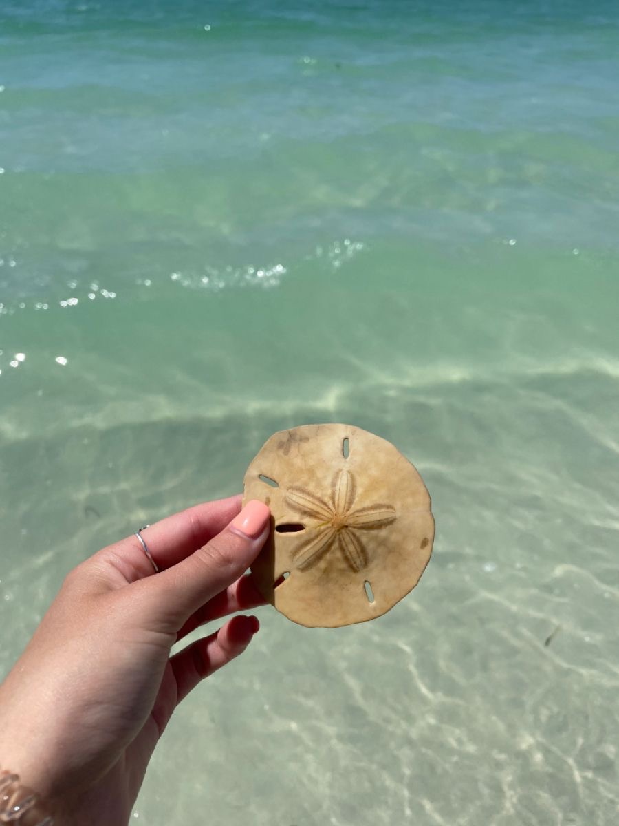 A sand dollar found while shelling near Venice, FL